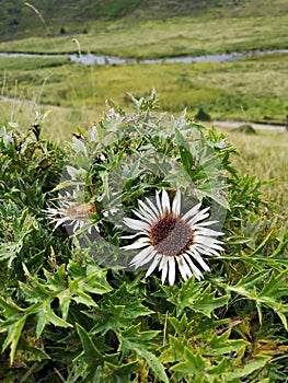 Wild flowers in the mountains: Stemless carline thistle
