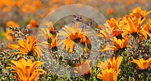 Wild flowers in Namaqualand, South Africa