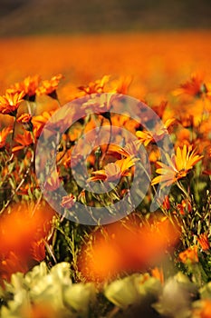 Wild flowers in Namaqualand, South Africa