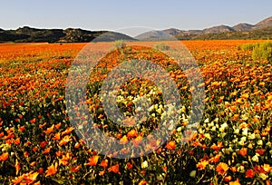 Wild flowers in Namaqualand, South Africa