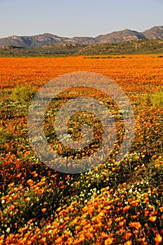 Wild flowers in Namaqualand, South Africa