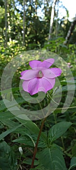 Wild flowers natural environment indigo