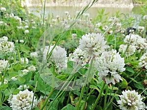 Wild flowers in nature. beautiful in the nature.