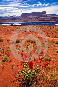 Wild Flowers near Evaporation Ponds - Potash Road in Moab Utah