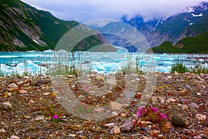 Wild flowers near Mc'Bride glacier in Glacier Bay National Park.