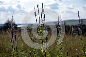 Wild flowers in Nebraska A close up of a purple Gayfeather flower in the wild photo