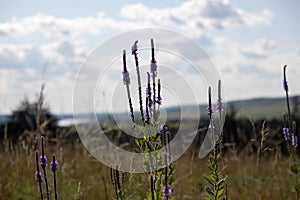 Wild flowers in Nebraska A close up of a purple Gayfeather flower in the wild photo