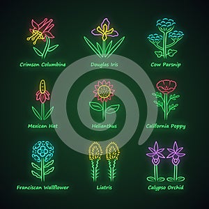 Wild flowers neon light icons set. Crimson columbine, iris, cow parsnip, helianthus, poppy, franciscan wallflower