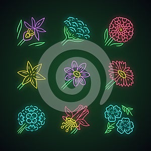 Wild flowers neon light icons set. Orchid, cow parsnip, candytuft, star lily, coreopsis, franciscan wallflower, crimson