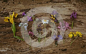 Wild flowers on old grunge background wooden lupine dandelions thyme mint bells rape