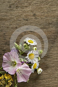 Wild flowers on old grunge wooden background (Aster amellus, Buttercup, Lucerne, Cirsium, Trifolium, convolvulus