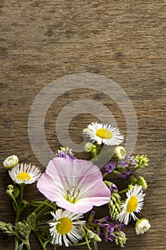 Wild flowers on old grunge wooden background (Aster amellus, Buttercup, Lucerne, Cirsium, Trifolium, convolvulus