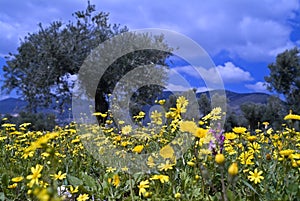 Wild flowers in olive grove