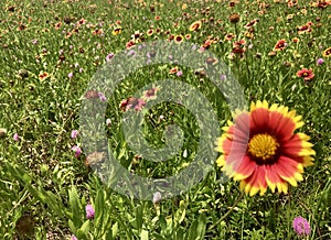 Wild flowers in the open field