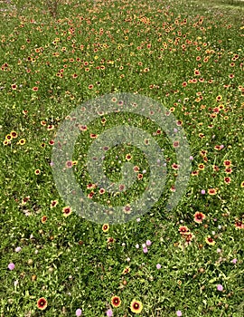 Wild flowers in the open field II