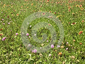 Wild flowers in the open field V