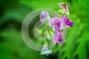 Wild Flowers orchids of Quebec