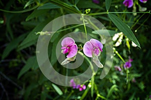 Wild Flowers orchids of Quebec