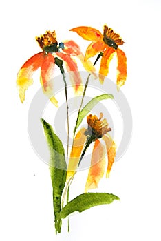 Wild flowers painting, watercolor illustrator