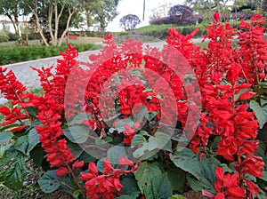 Wild flowers in the park