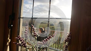 Wild Flowers pictured in a tree house in the heart of the English Countryside