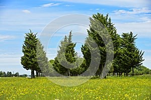 Selvaggio fiori un pino 