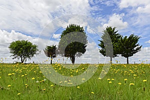 Selvaggio fiori un pino 