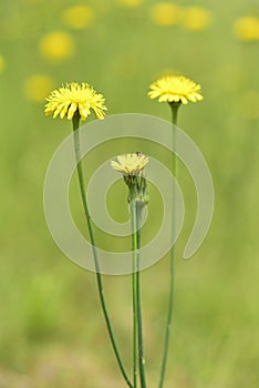 Selvaggio fiori un pino 