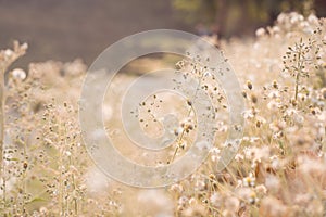 wild flowers and plants dandelions in sunlight