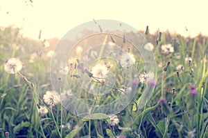 wild flowers and plants dandelions