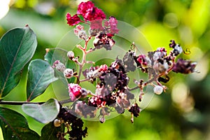 Wild Flowers And Plants In Village Garden House