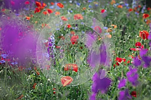 Wild flowers - poppies, cornflowers, daisies in the meadow