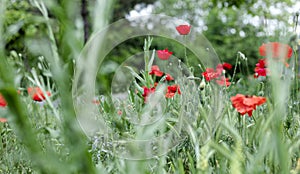 Wild flowers - poppies, cornflowers, daisies in the meadow