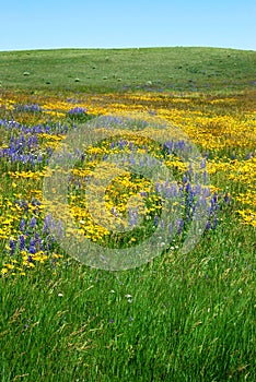 Wild flowers on prairie