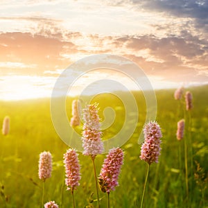 wild flowers in prairie at the sunset
