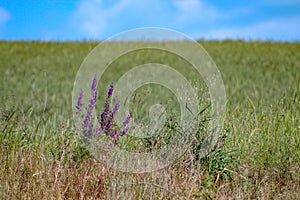 Wild flowers on a pristine beach. Purple flowers.