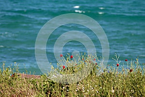 Wild flowers on a pristine beach. Red poppies and blue sea