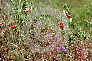 Wild flowers on a pristine beach. Red poppies and purple flowers.