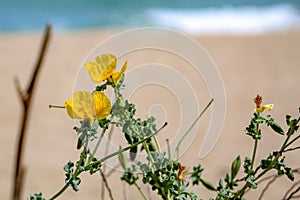 Wild flowers on a pristine beach. Yellow poppies.