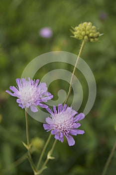 Purple pincushions Scabiosa ochroleuca