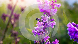 wild flowers purple wild floral garden in morning haze in nature close-up macro