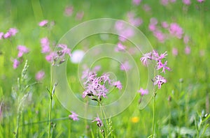 Wild flowers - ragged robin or Lychnis flos-cuculi,  growing in a meadow