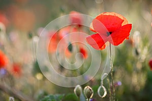 Wild flowers of the red poppy