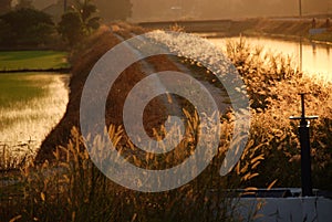 Wild flowers , river