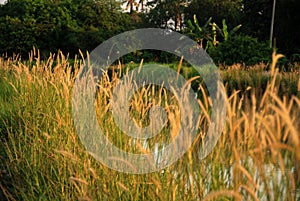 Wild flowers, river, morning