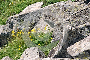 Wild flowers and rocks