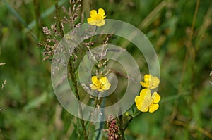 Wild Flowers Rough-Fruited Cinquefoil (Potenilla recta) photo