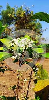 wild flowers for sahyadri