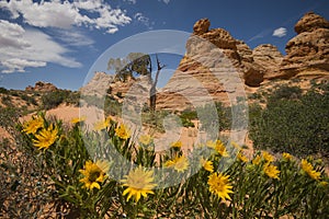 Wild flowers and sandstone formations at Cayote Buttes South, Arizona