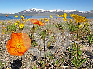 Wild flowers in Scandinavia